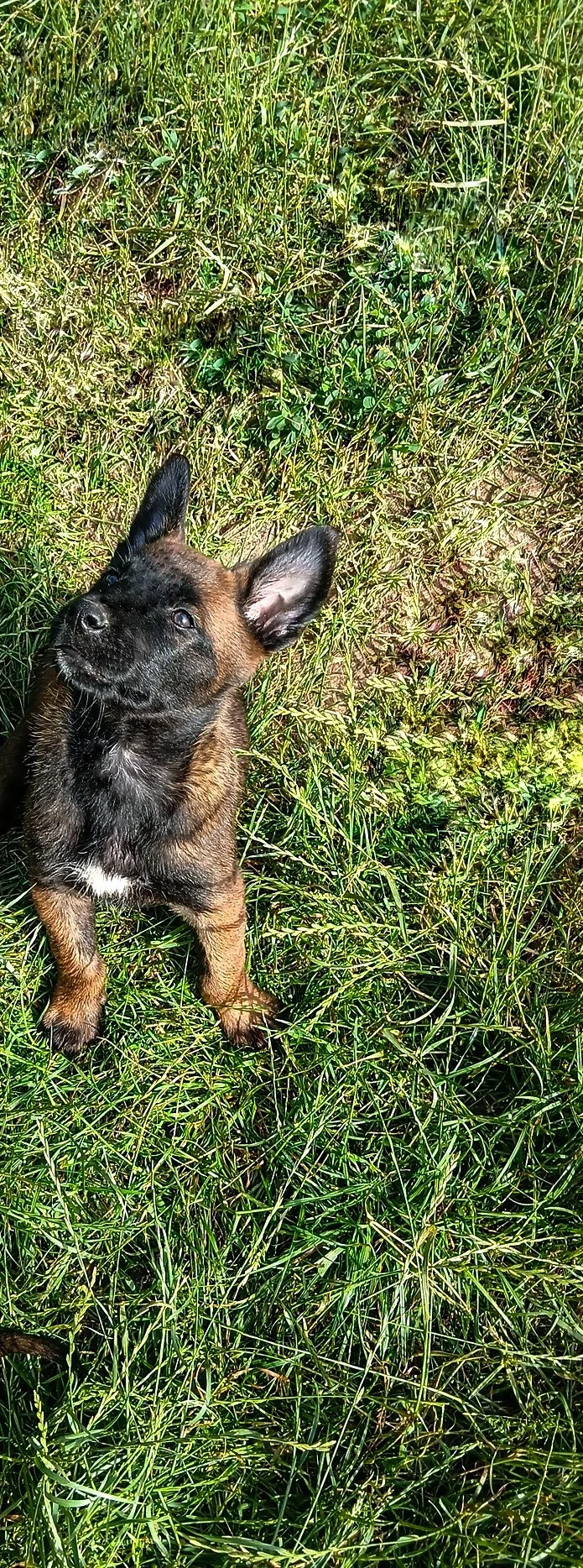ciobănesc Belgian Malinois 