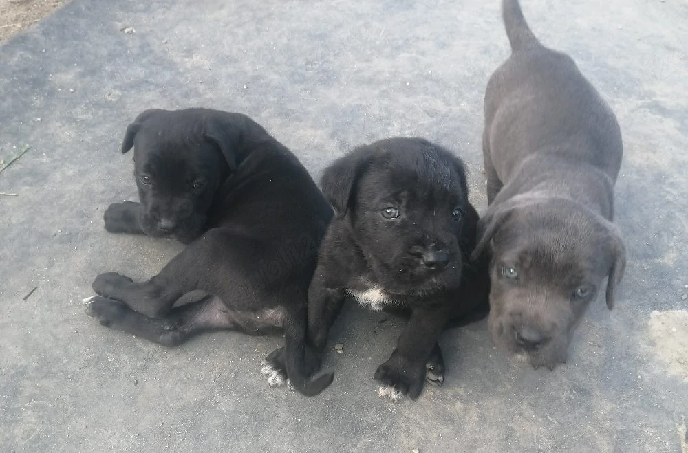 vand catei cane corso