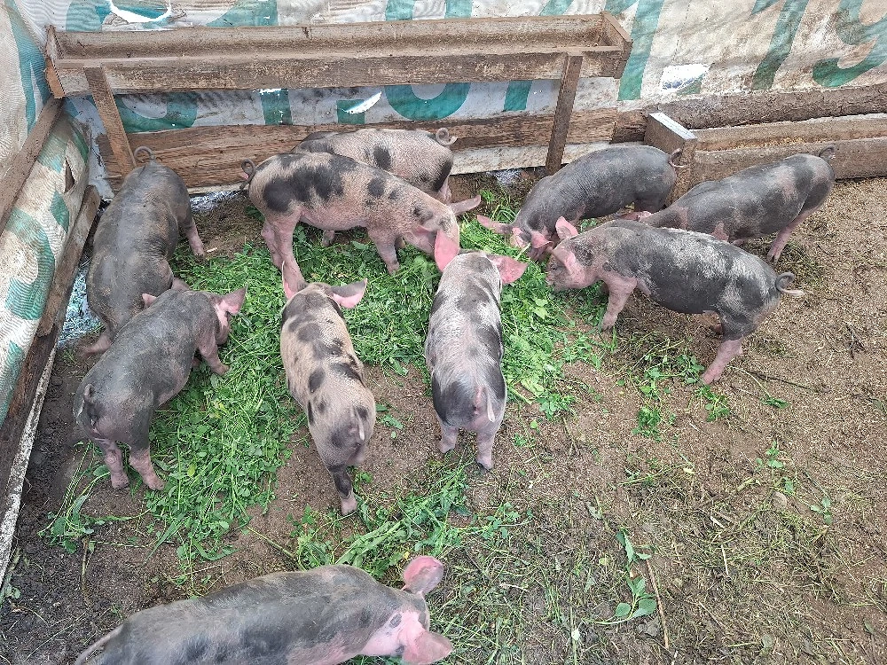purcei pietrean de 8 saptamani