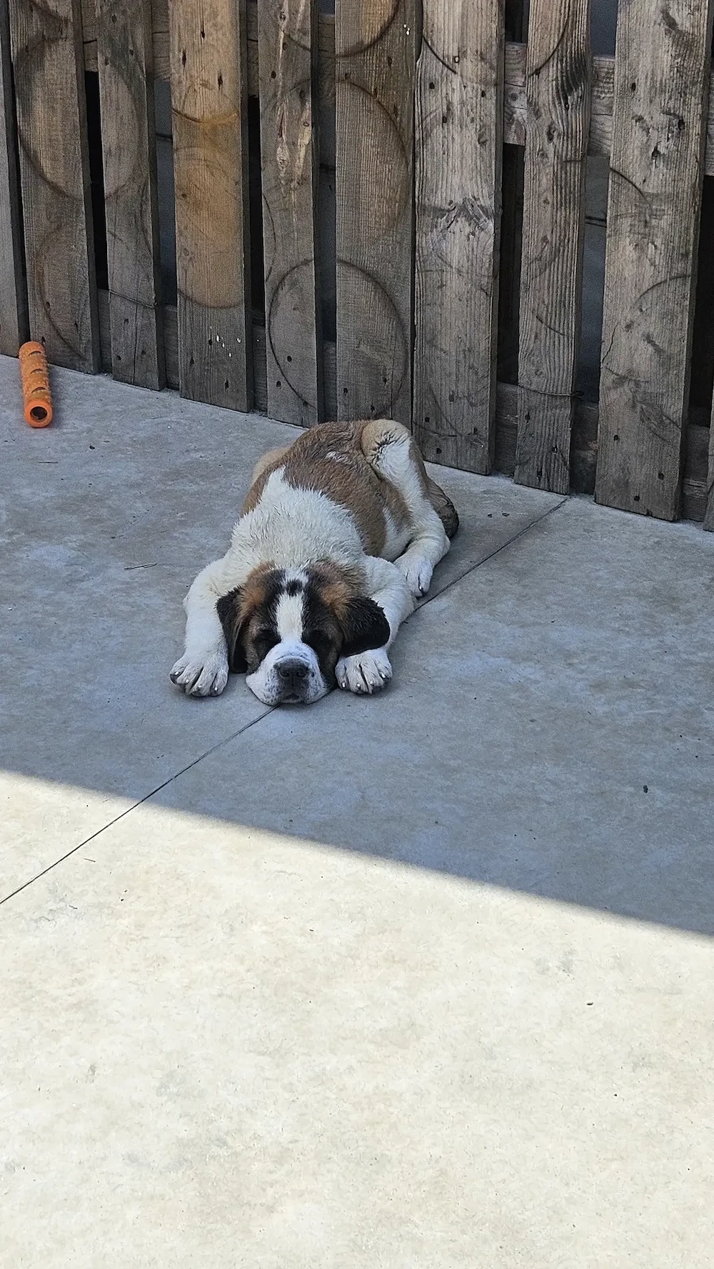Saint Bernand 3 luni
