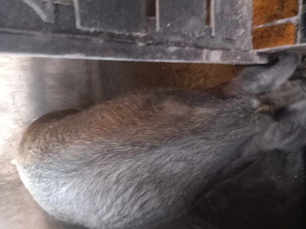 Vând porc mangalita cu pietrean,Sibiu.tel  