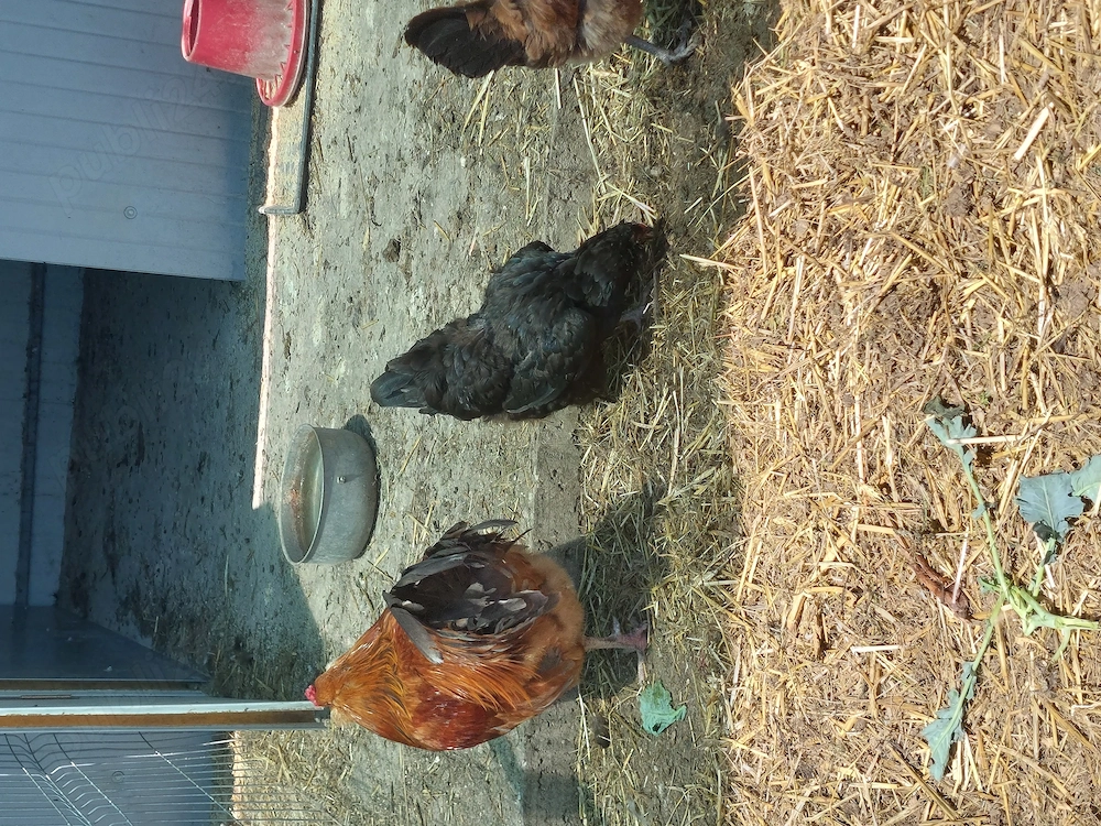 Vând familie  gaini 2+1 Ameraucana 