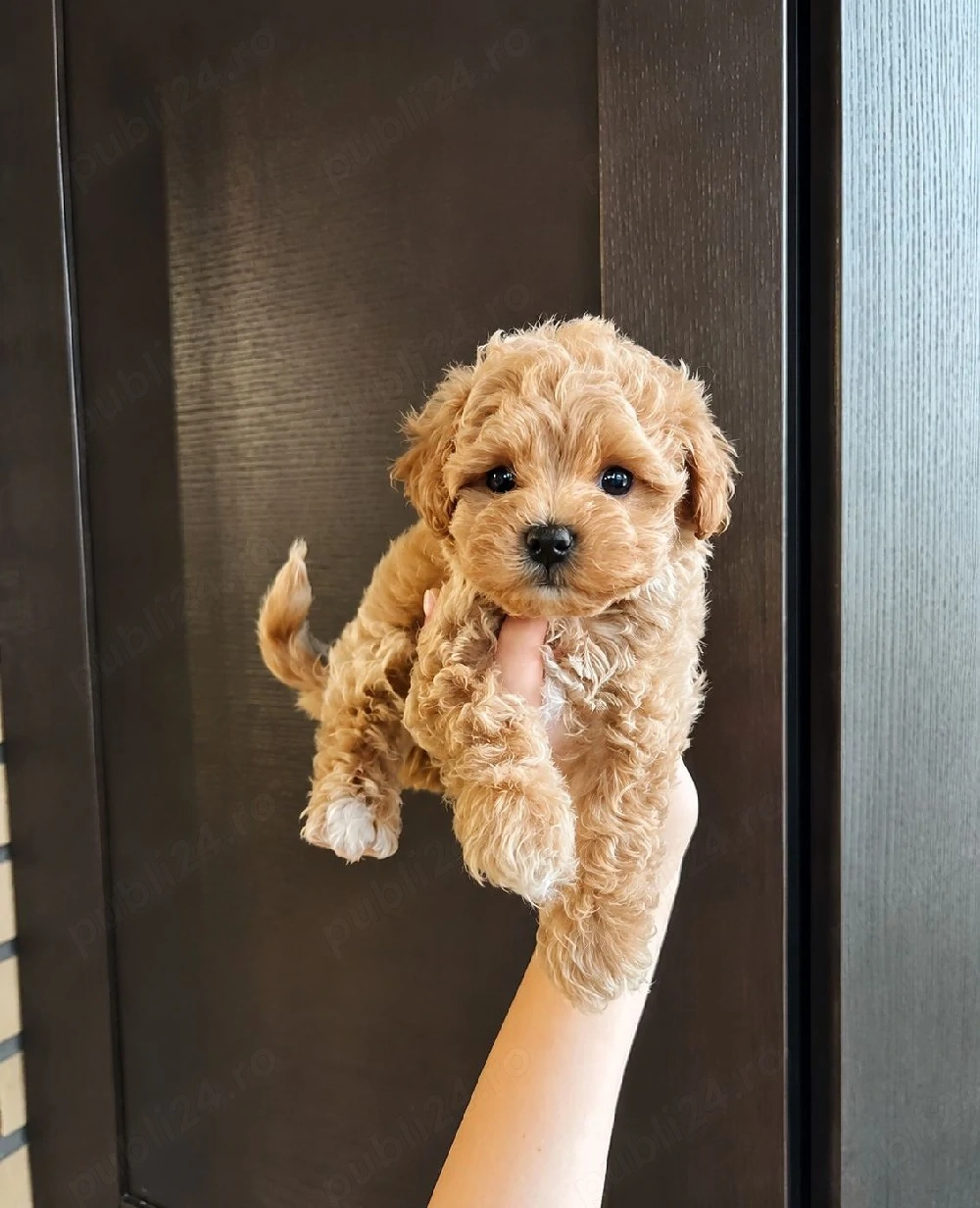 Maltipoo Poodle Mini Toy Vaccinați