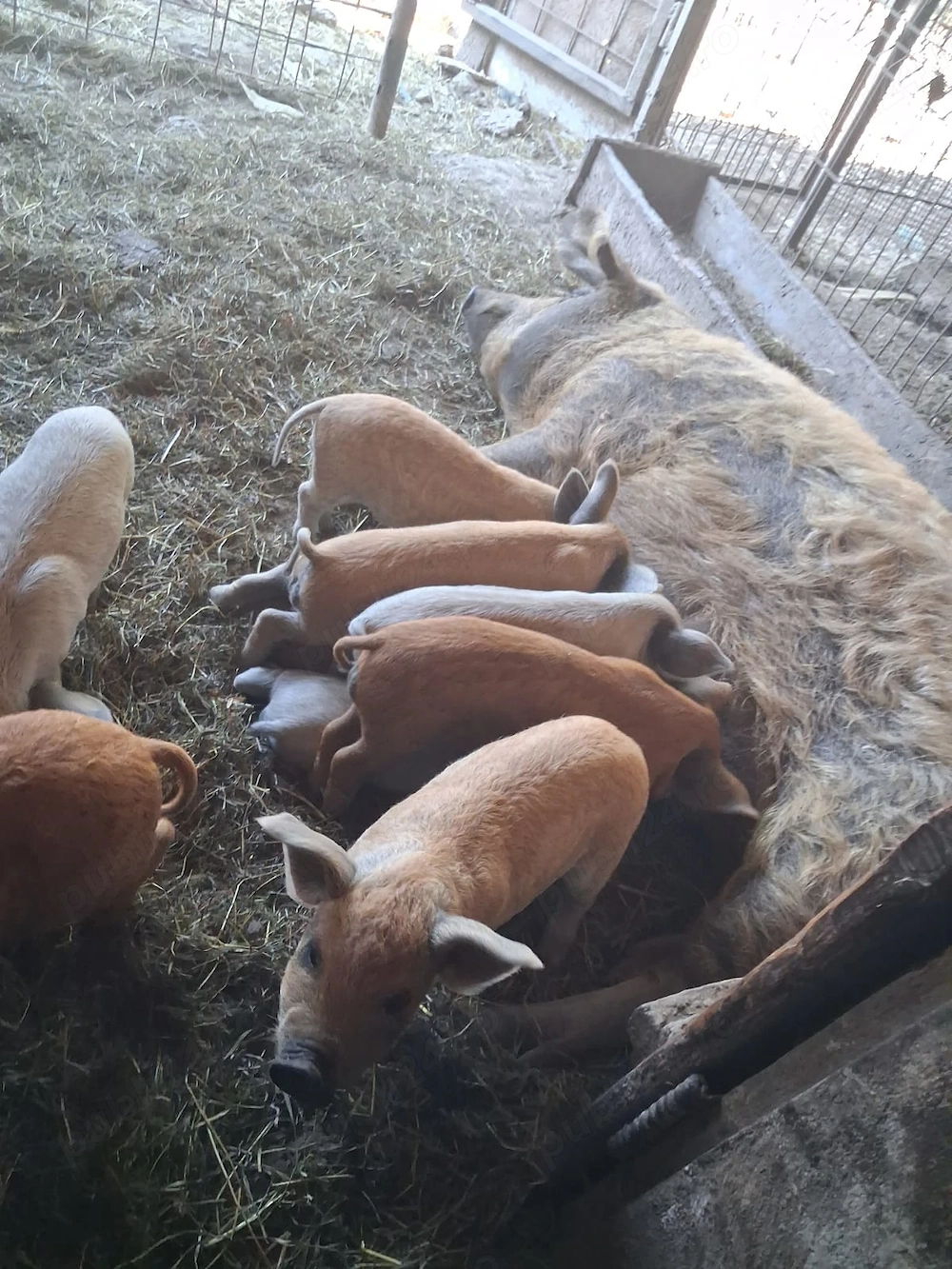 Scroafa cu 11 purcei MANGALITA de 4 saptamani 