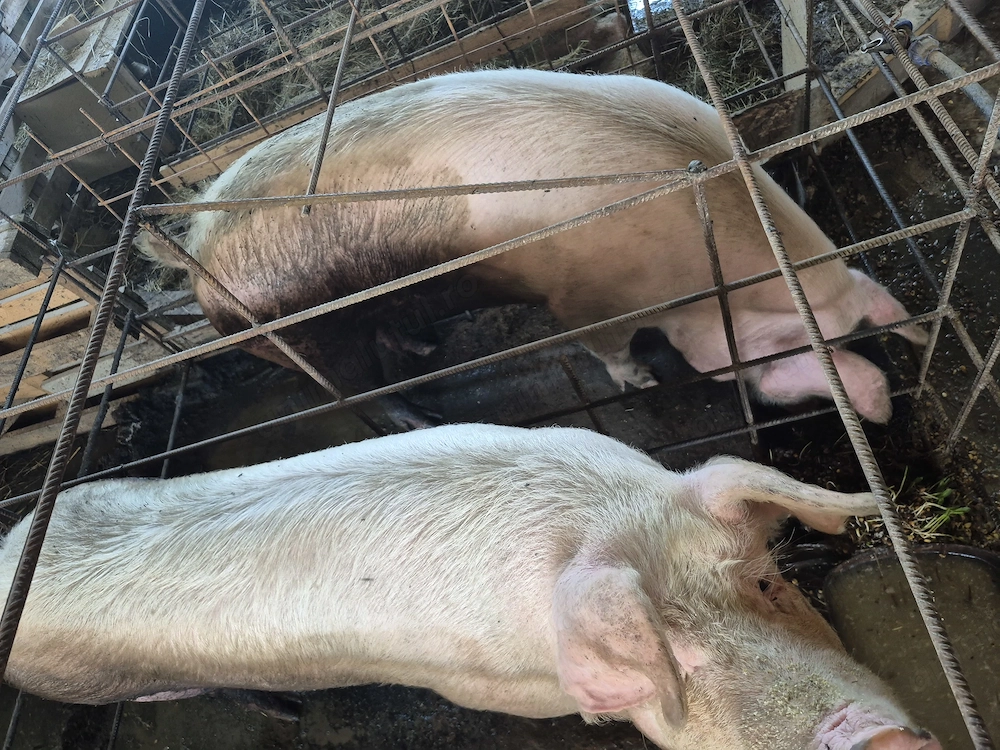 Porci pentru sacrificiat