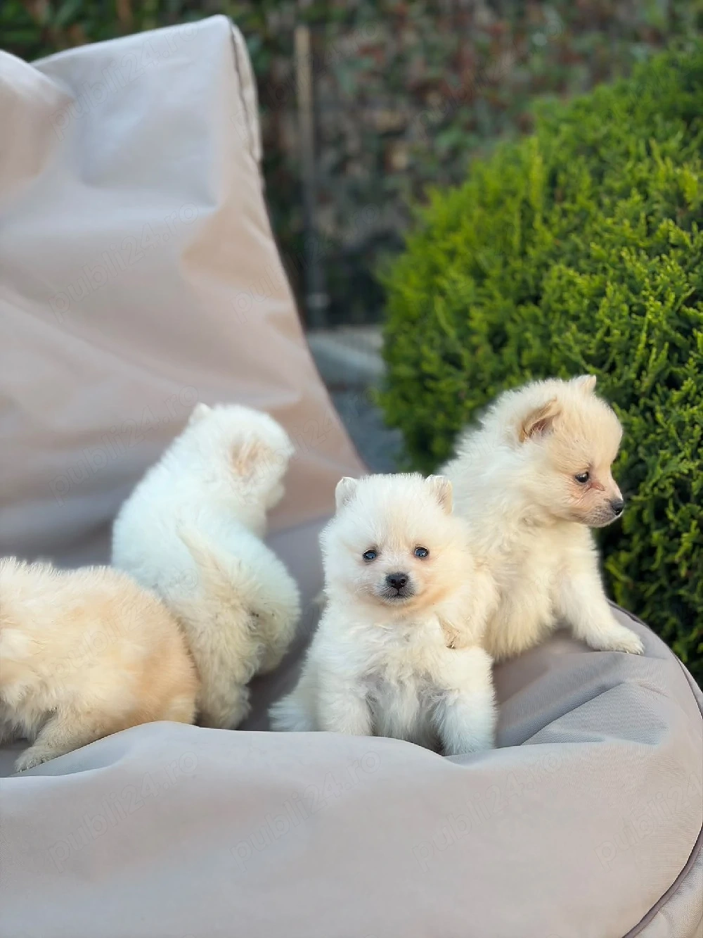 pomeranian toy alb !!!