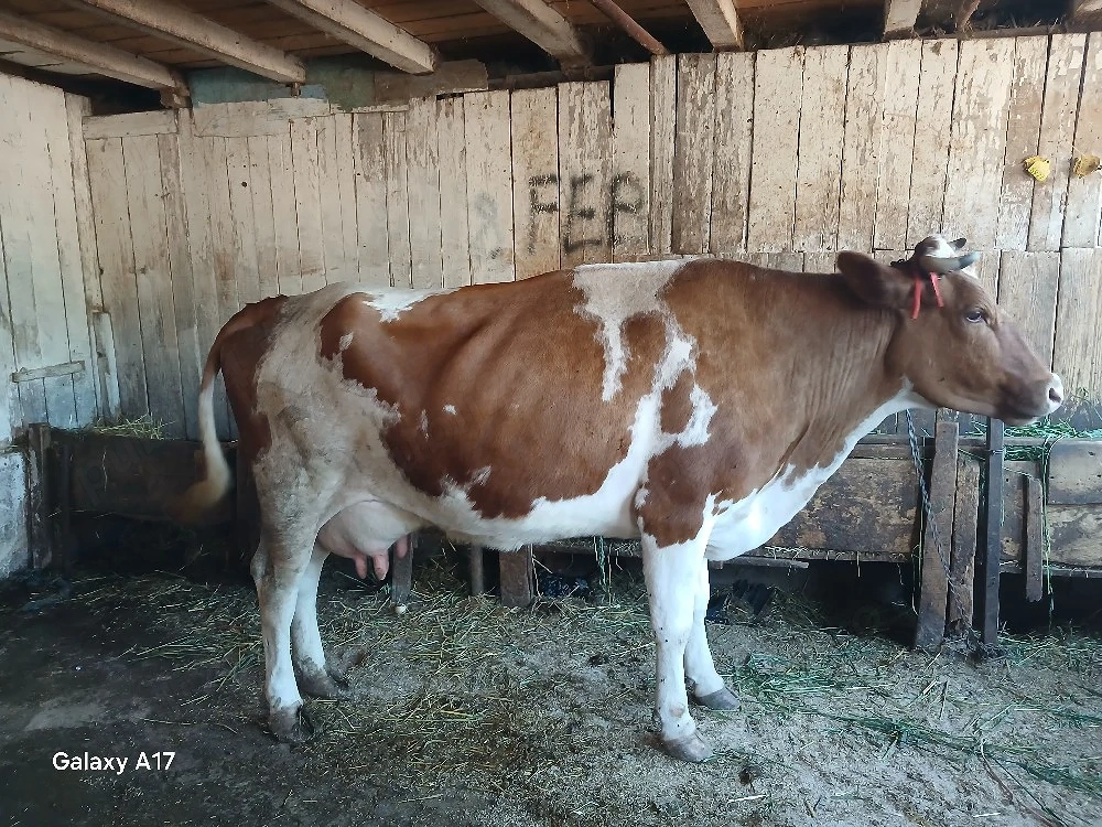 vaca de lapte