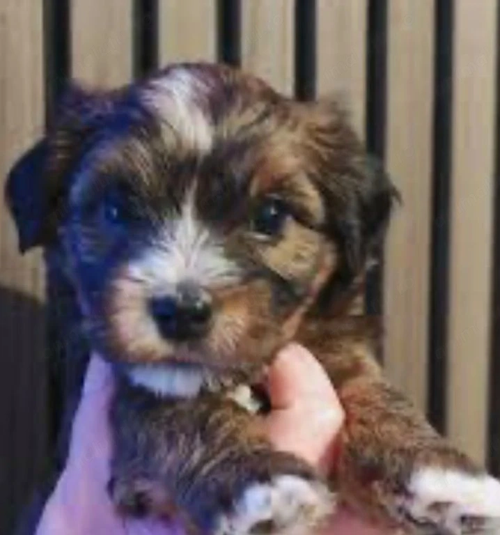 Bichon havanez fetițe  mini500  lei