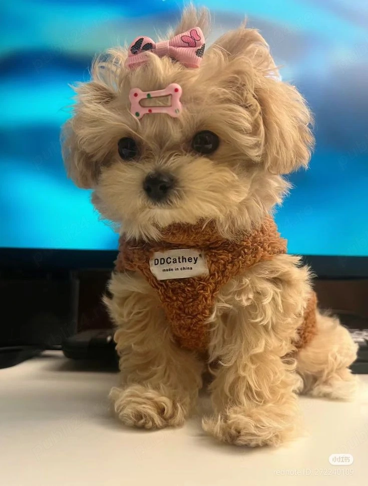 Maltipoo poodle mini toy superb 