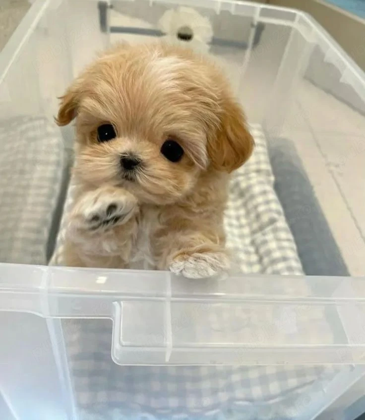 Maltipoo poodle mini toy apricot superb 