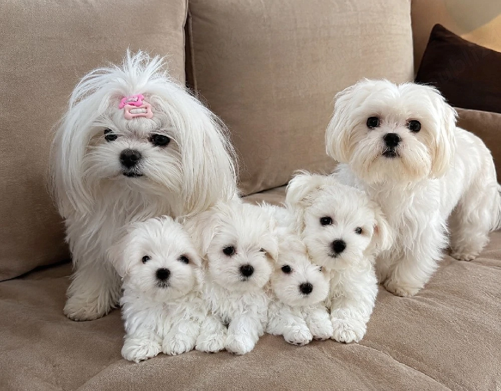 bichon maltez mini toy din părinți mini toy 