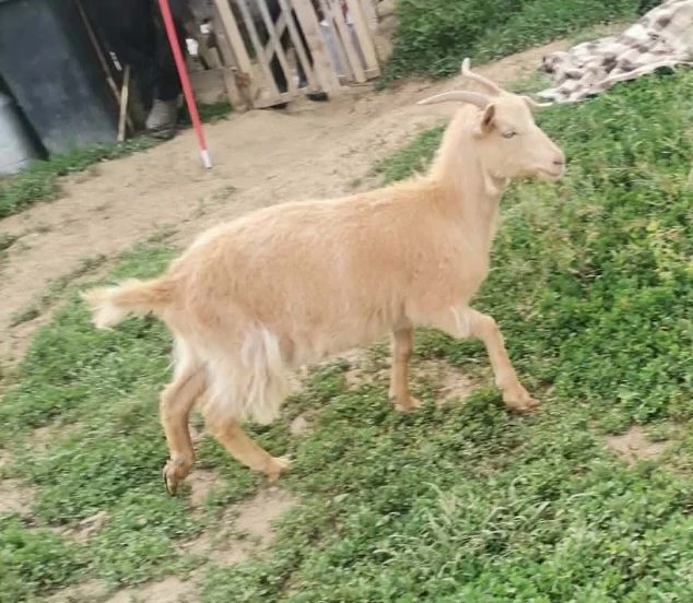 Vând 3 capre și  2 ieduțe!