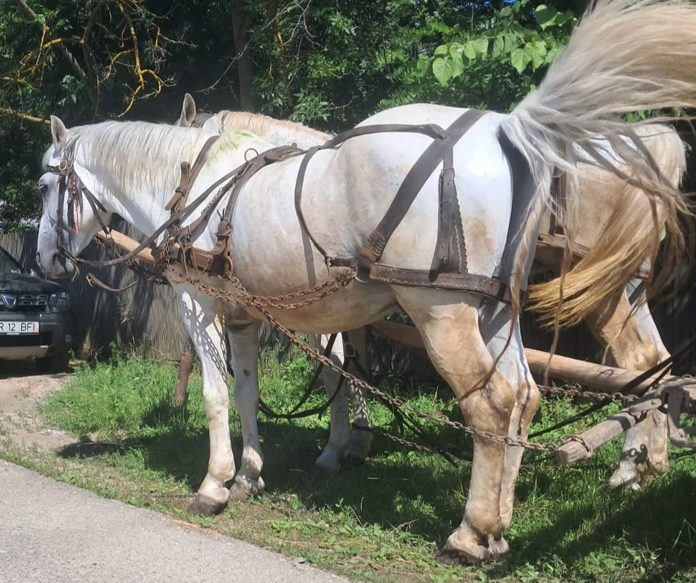 Armăsar de vânzare cuminte 