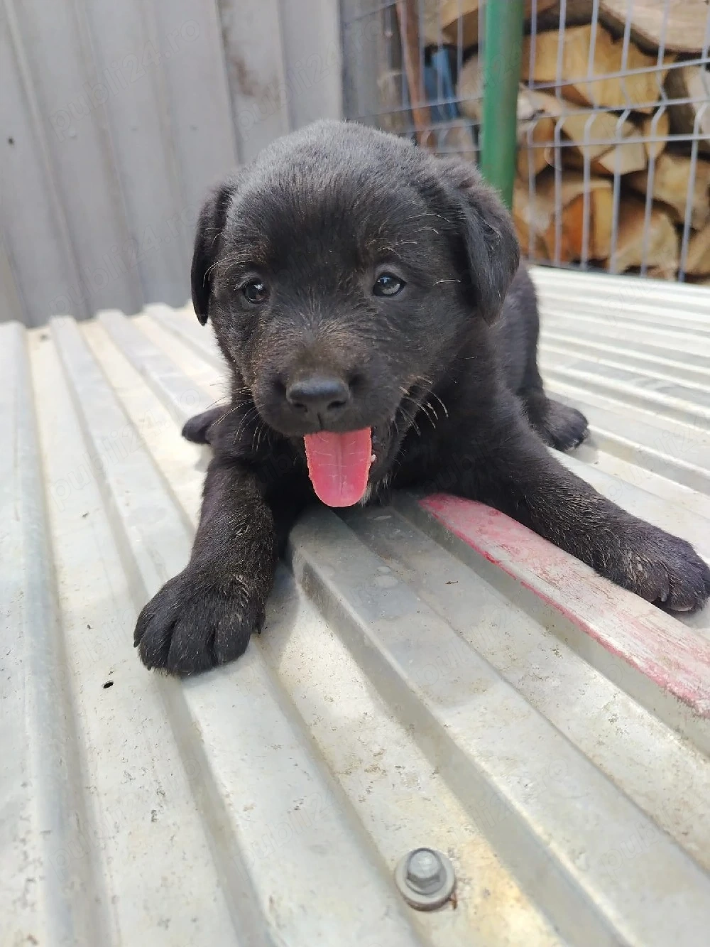 vand catei labrador si ciobanesc de bucovina