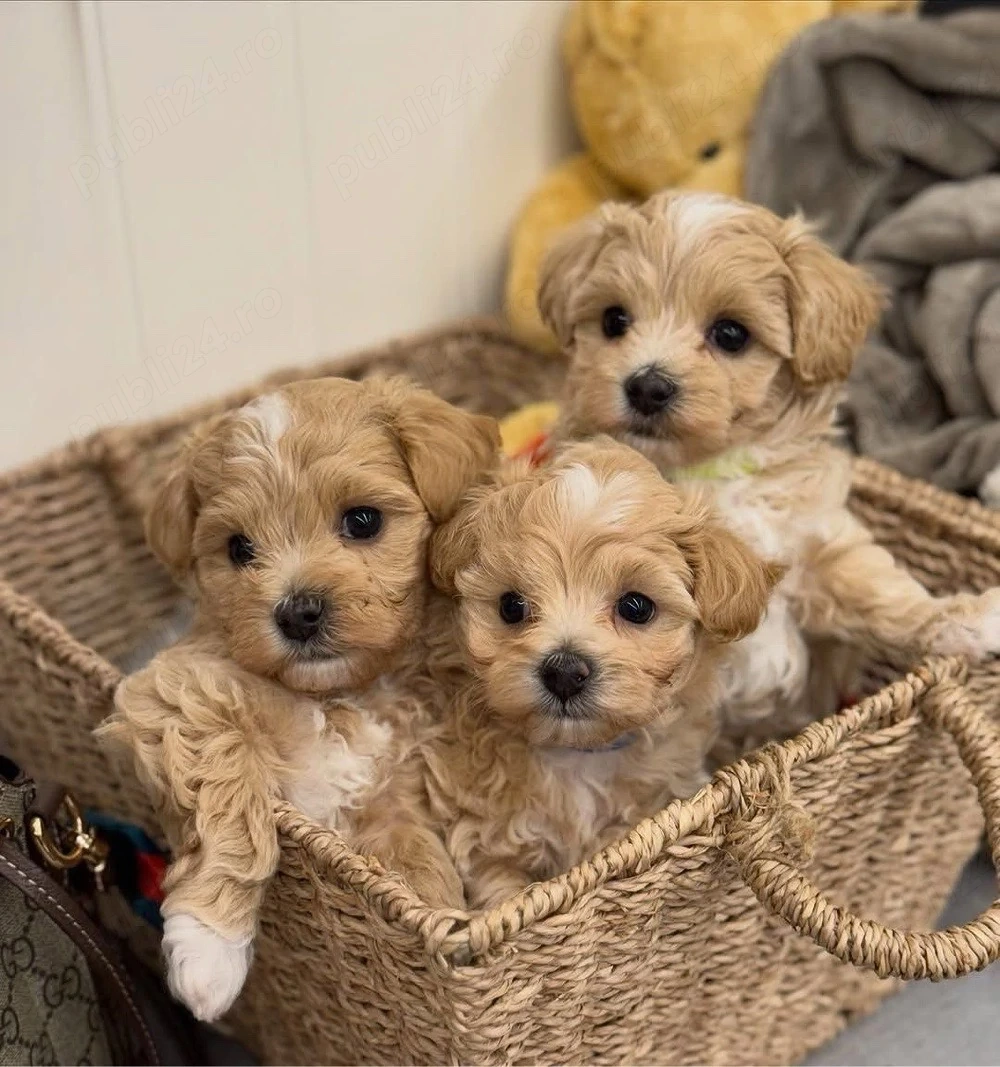 Maltipoo mini toy 
