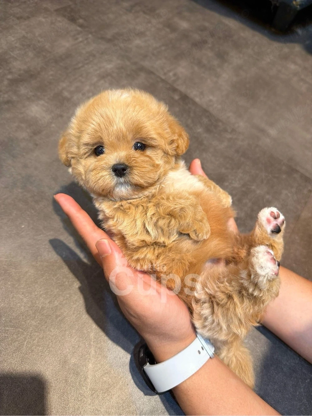 Maltipoo mini toy 