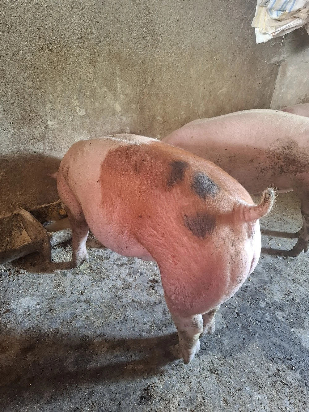 Vând porci 100-130 KG