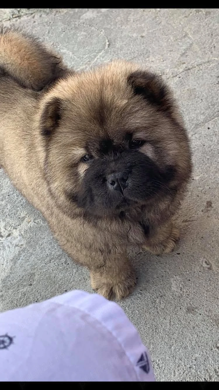 Chow Chow mascul