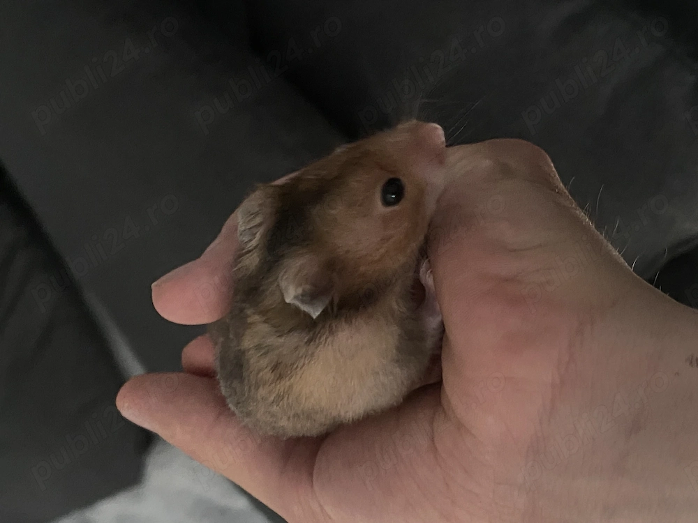 Hamster Sirian