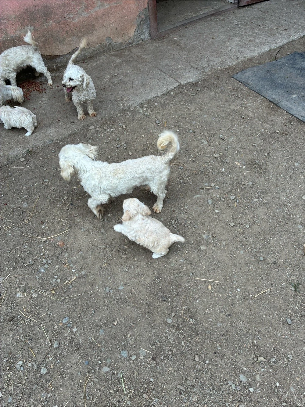 Bichon maltez