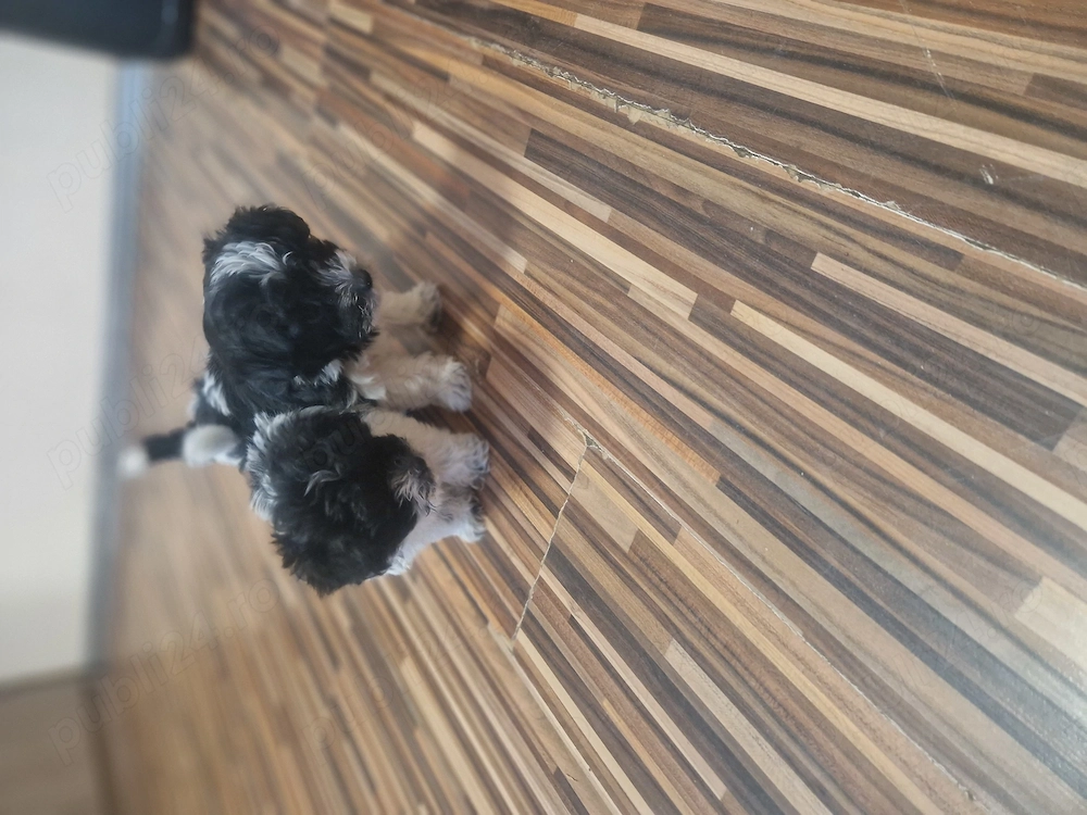 2 fetite dragalase și iubitoare cauta o noua căsuța iubitoare. 