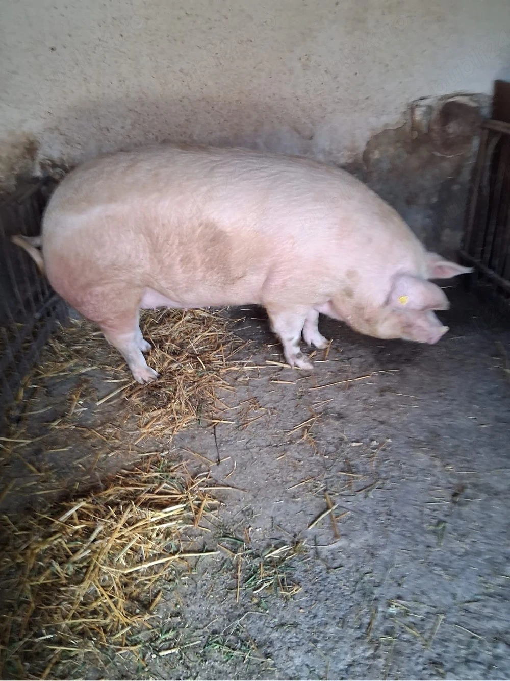 Vand porc de carne 