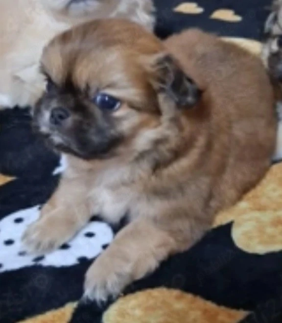 Pechinez cu pedigree 