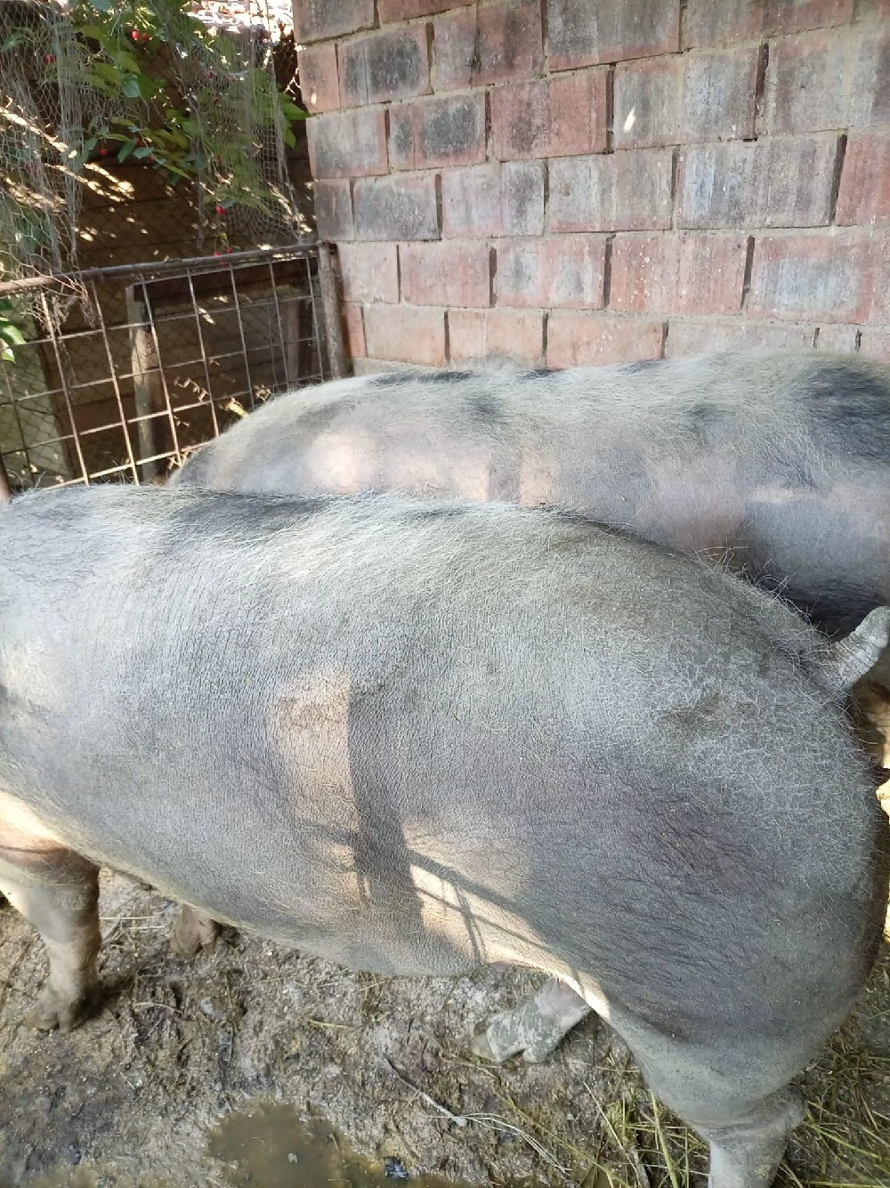 De vânzare porci!!!