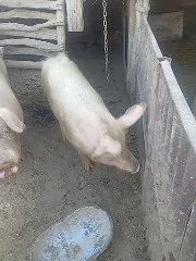 vând purcea bună de proțap 