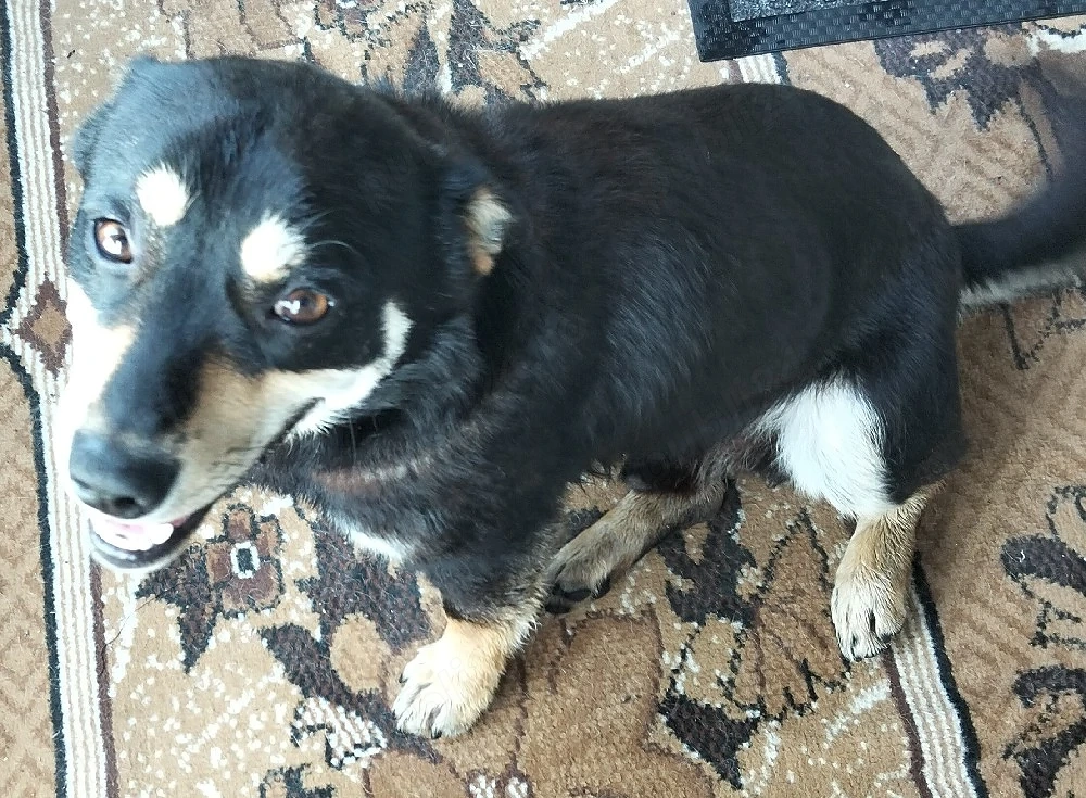 Spre adoptie. Nu am un loc sigur unde sa ma duc. Ma ajuti sa nu ma mai intorc niciodata in strada?
