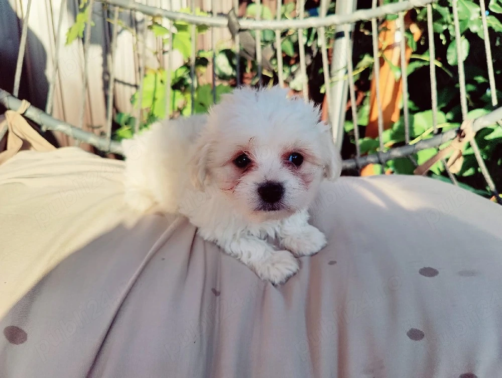 Vand catei bichon