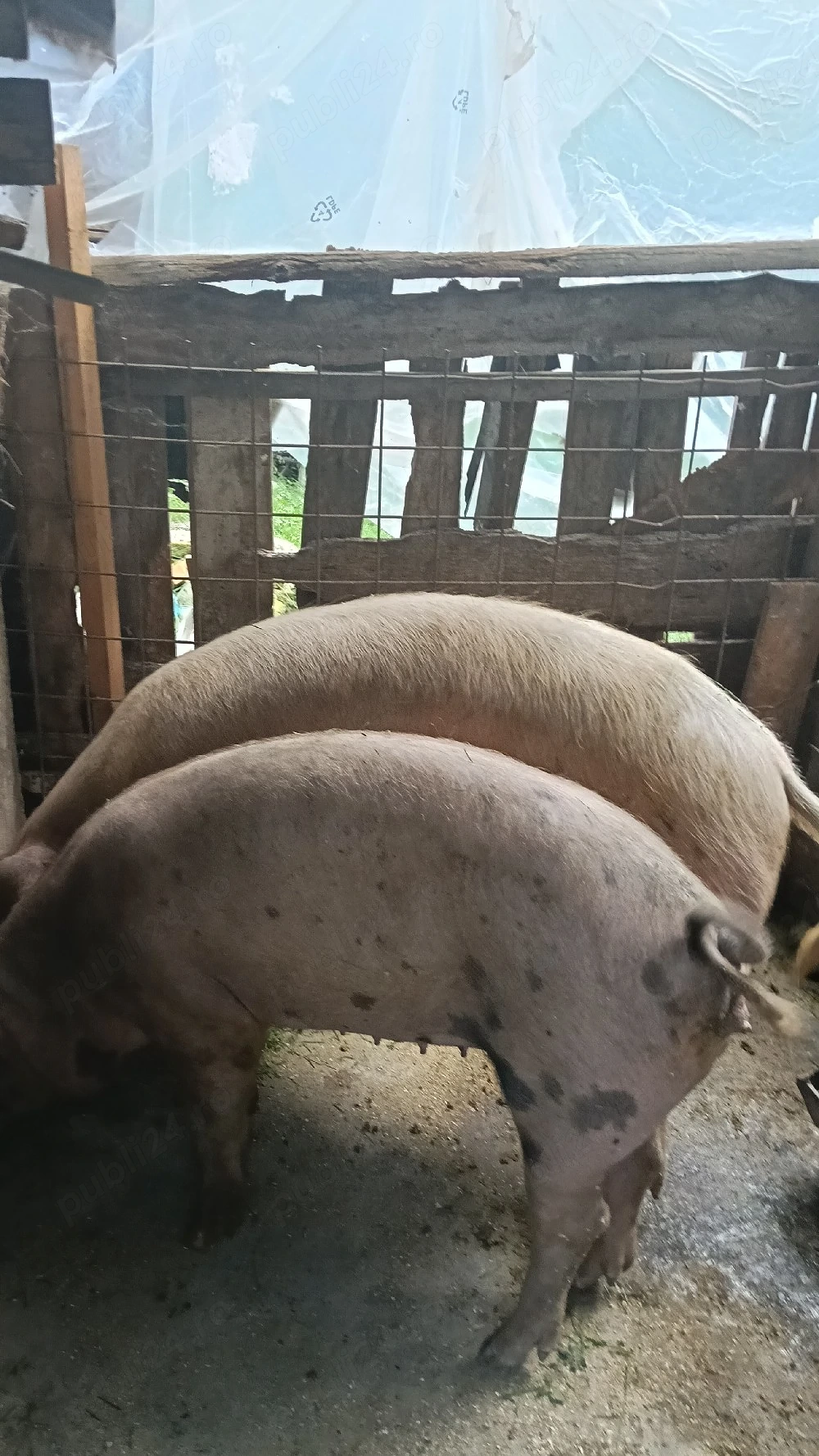 porci de vânzare 150 kilograme porcul cel mare si purceaua ce mica 100 de kilograme 