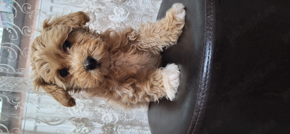 Maltipoo. ...