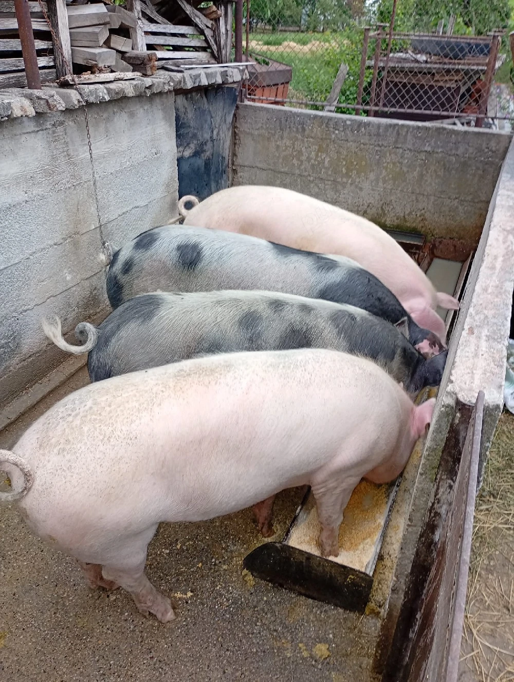 Vand porci 