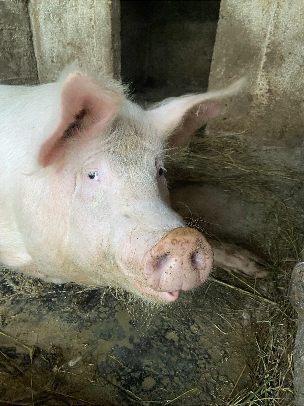  De vânzare porci crescuți în gospodărie!