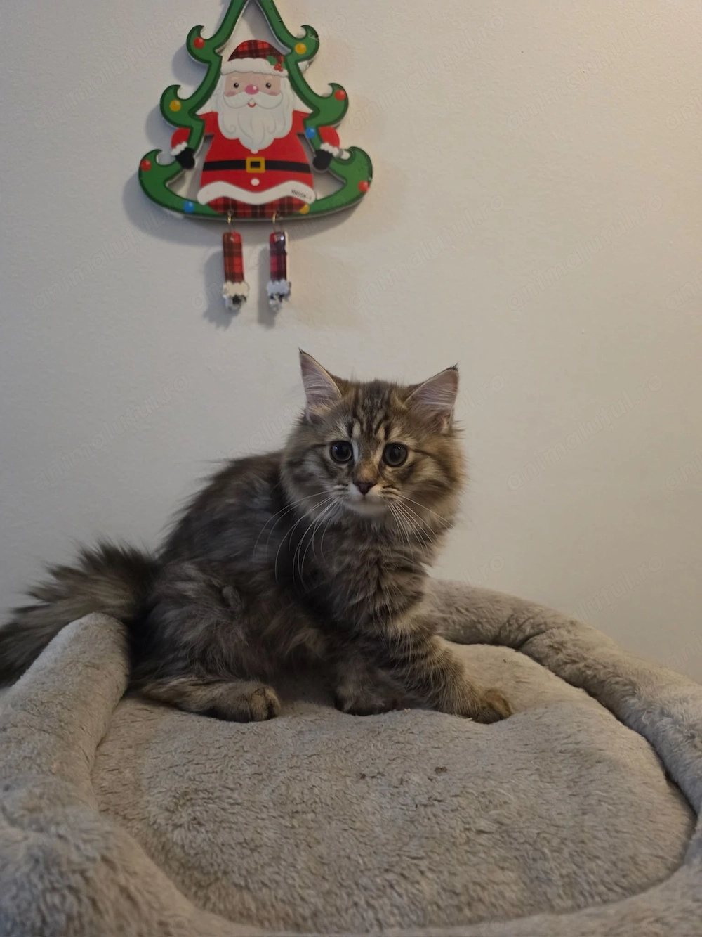 British Longhair