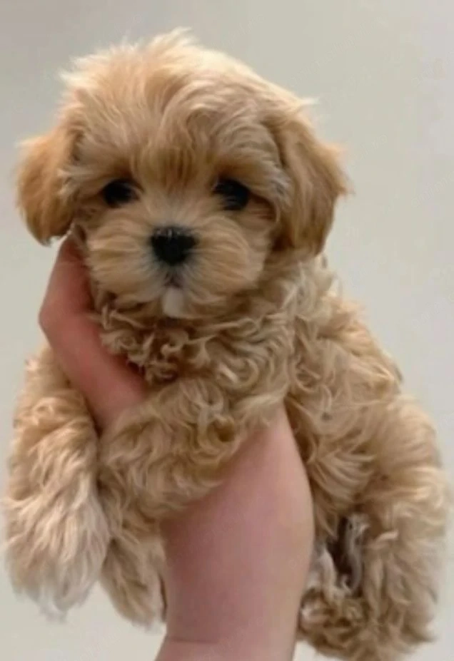 Maltipoo apricot băiețel 2000 lei