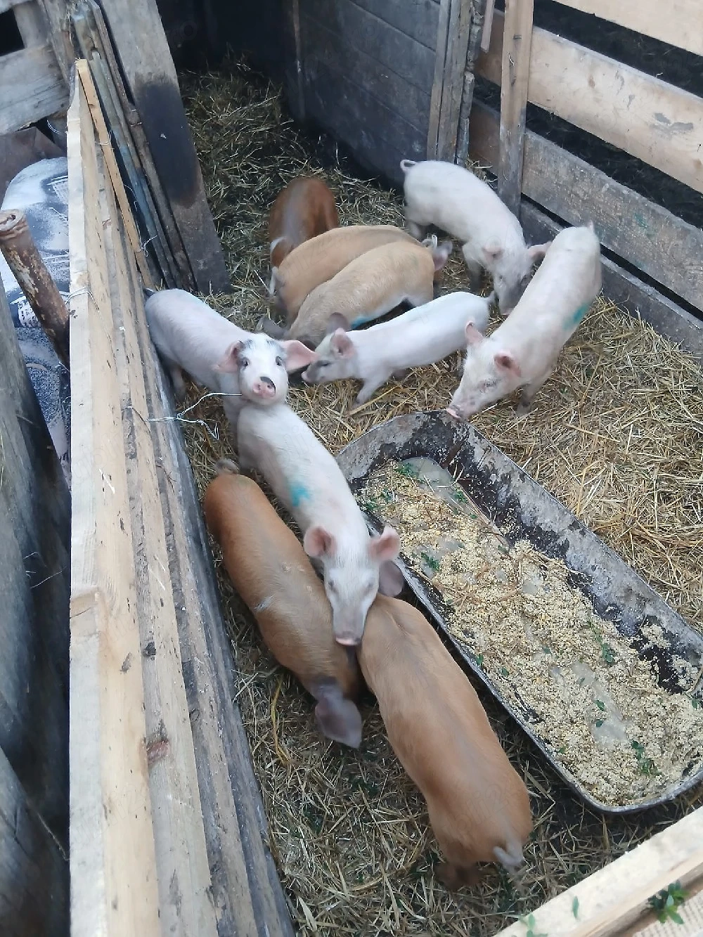 de vânzare 10 bucăți vaccinați mânca orice bobe faina etc preț 200 lei bucata unul cu altul 
