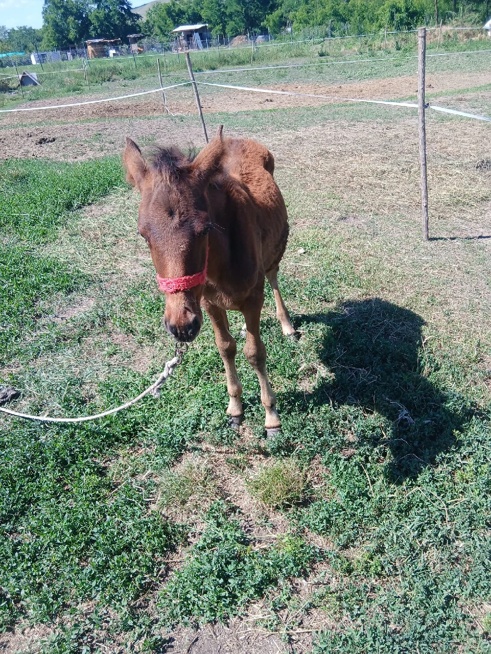 de vânzare 2 mânzi 1 de 3 luni și 1 de 8 luni preț 3500 lei ambii 
