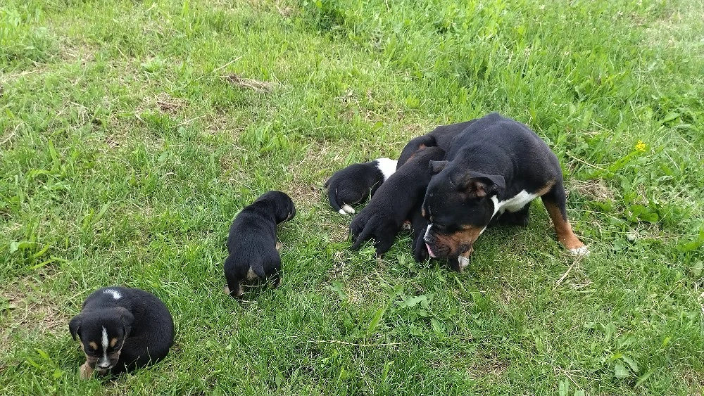 american bully pocket 