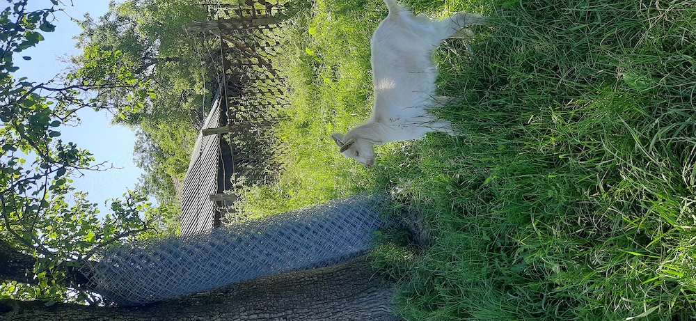 Vând ieduta alba oferta!
