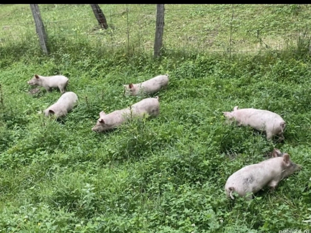Purcei de Vanzare 6 Saptamani