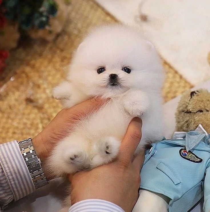 Pomeranian Boo mini Toy 
