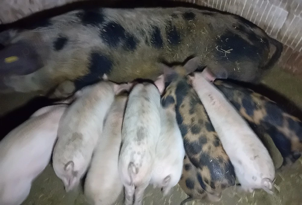 purcei de vânzare