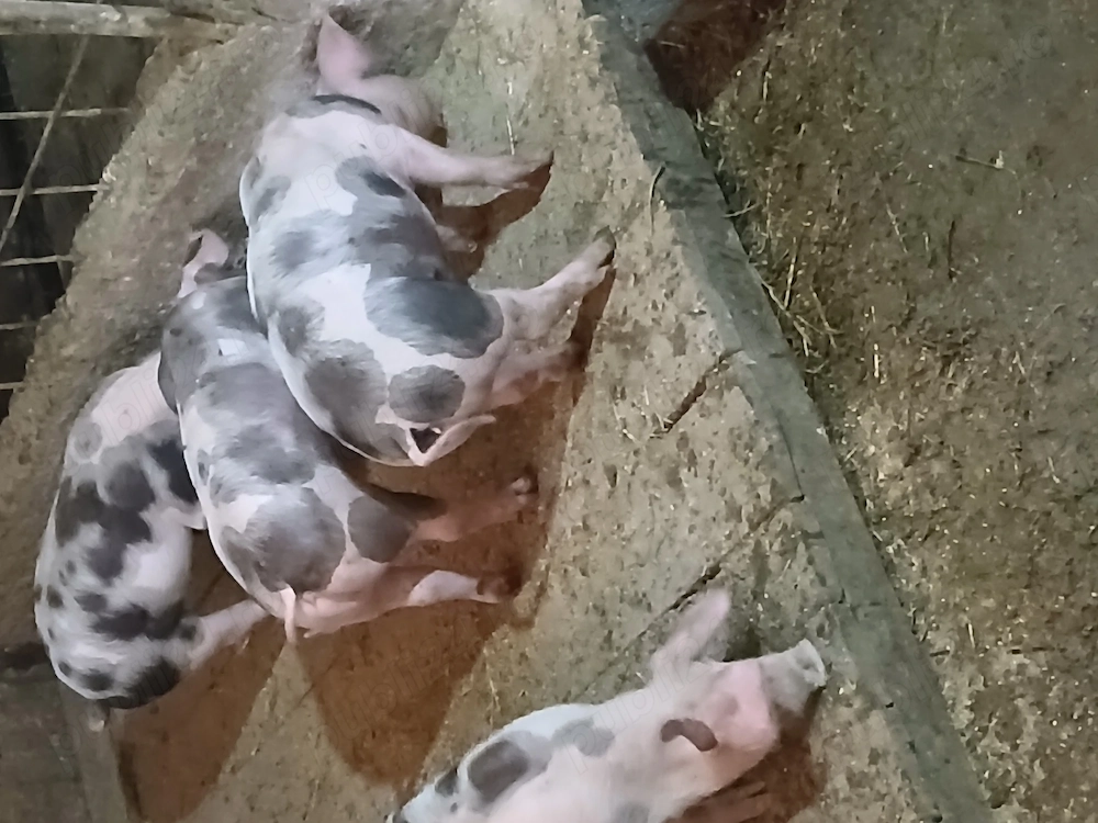 Vand 8 purcei rasa pietra 