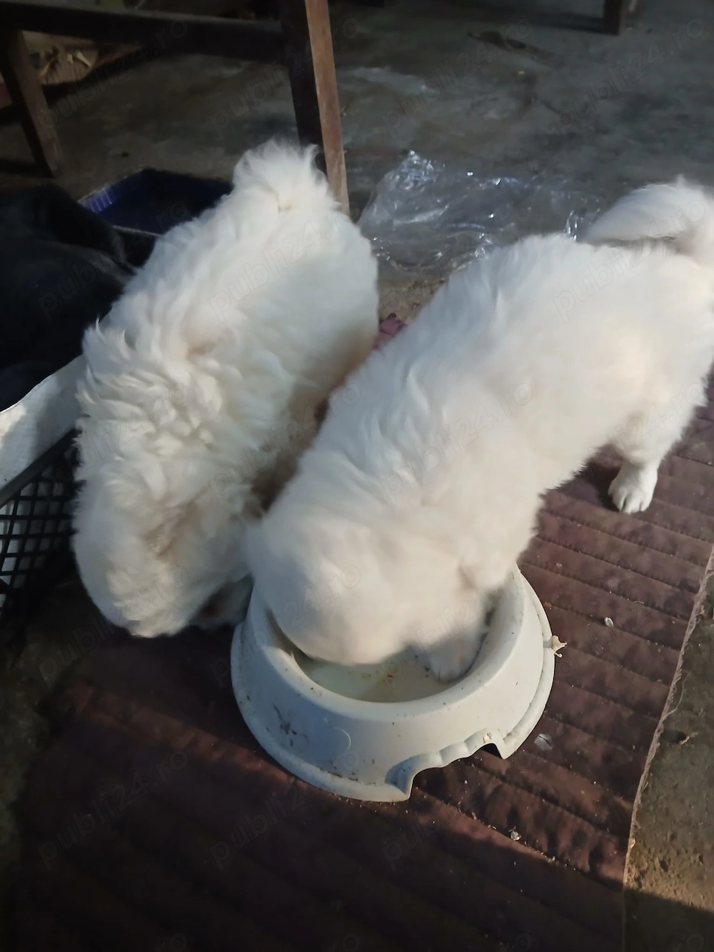 Vând pui bichon maltez 