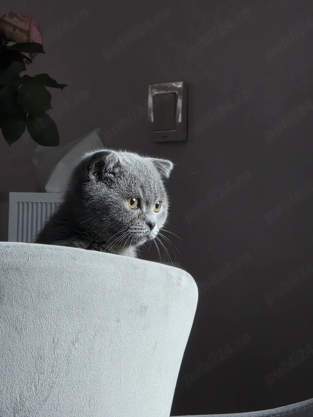 Motanel Scottish Fold, carnet de sănătate, vaccin și deparazitare 