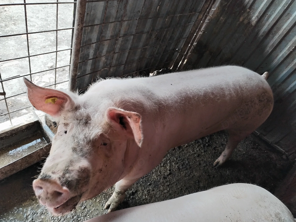Vand porci mari 