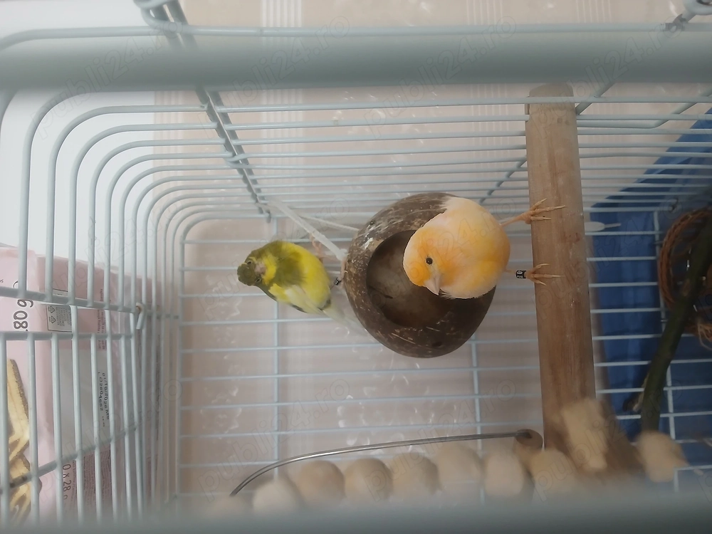 Papagali Canari