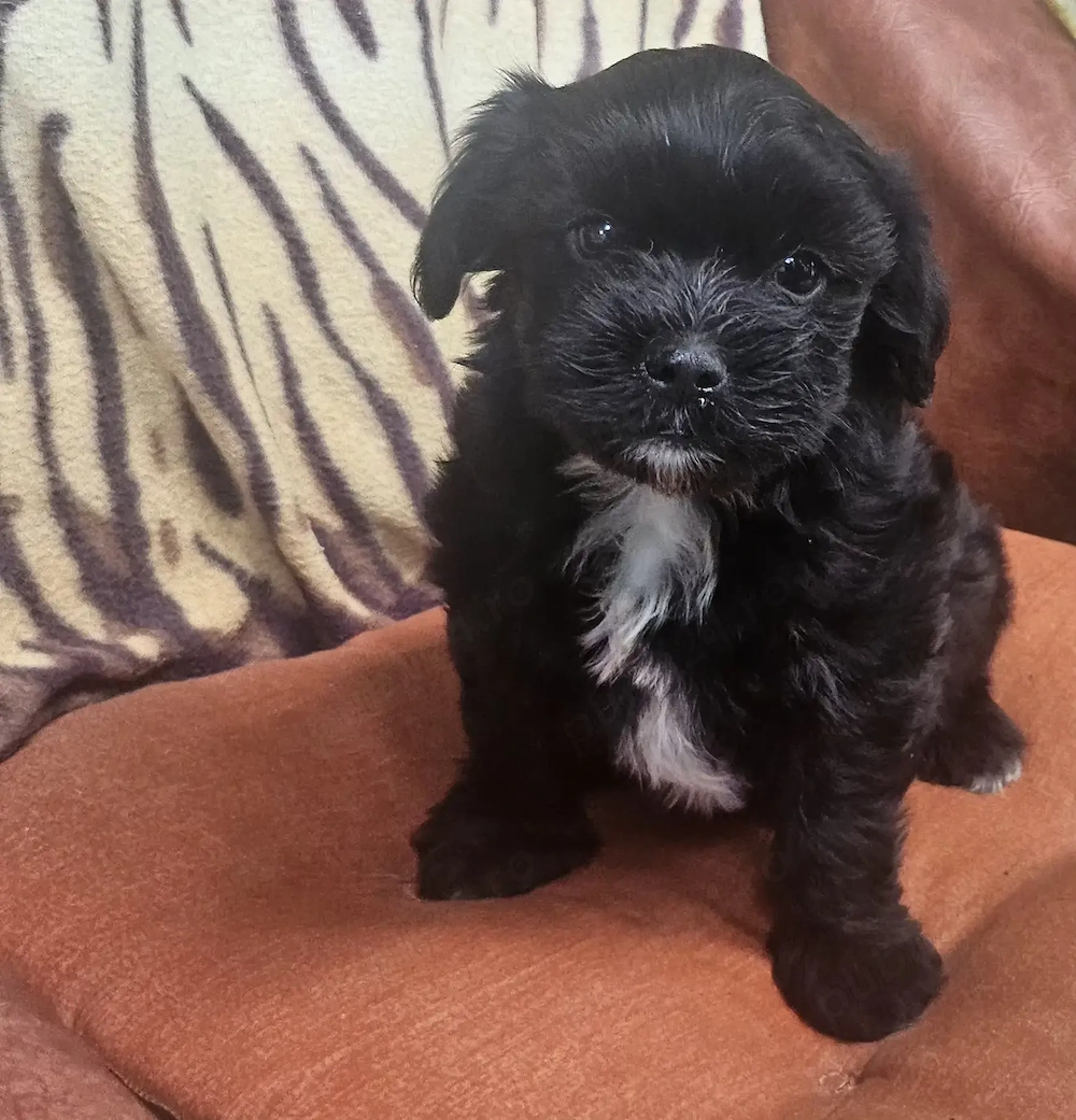 Border Terrier cu Bichon Havanez